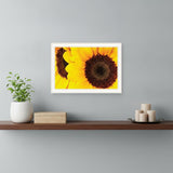 Sunflower Portrait White Framed Print Wall Art