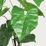 Set of Two 30" Green Artificial Elephant Ear Tree In Round White Pot
