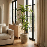 60" Green Artificial Dracaena Tree In Round Black Pot